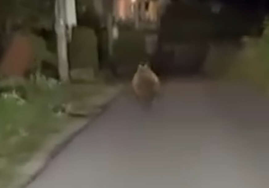 Medvjed