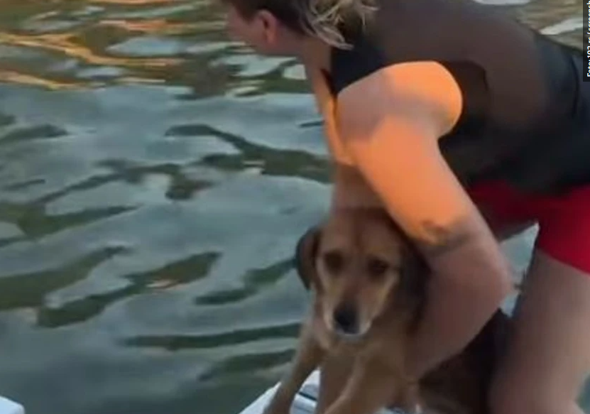 (VIDEO) HUMANOST NA DJELU Pas pao sa Brankovog mosta u vodu, a zatim su dvije djevojke pokazale šta znači biti čovjek