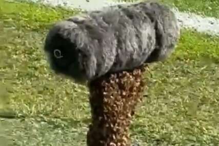 pčele