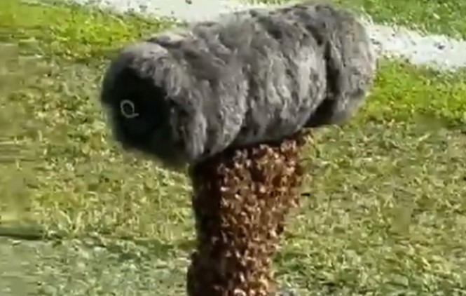pčele