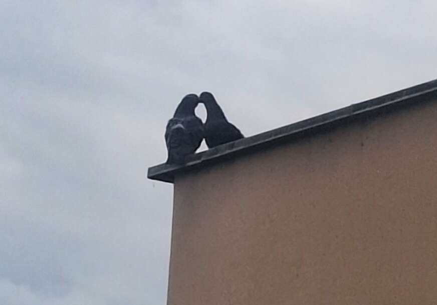 (FOTO) Prizor koji je na trenutak zaustavio prolaznike: Neobična scena na krovu UKC-a uljepšala dan pacijentima i građanima