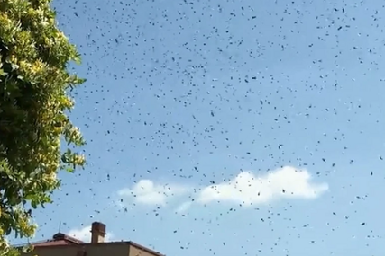 (VIDEO) NAJEZDA PČELA Ogroman roj prekrio nebo, građani u strahu