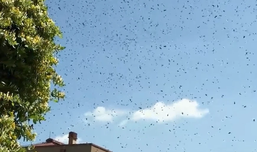 (VIDEO) NAJEZDA PČELA Ogroman roj prekrio nebo, građani u strahu