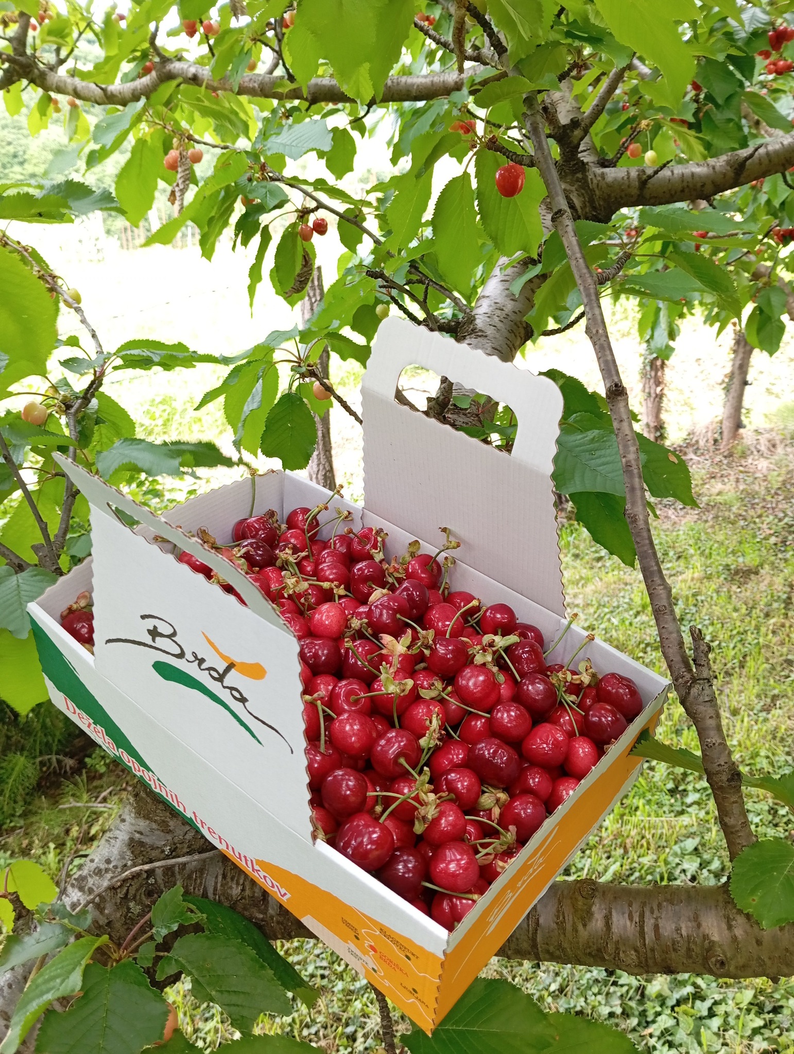 FOTO: USTUPLJENA FOTOGRAFIJA