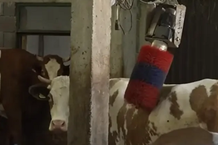 NAJMODERNIJA FARMA NA BALKANU Jovo uveo robote i dušeke za krave, manjak radnika ga primorao na robotizaciju