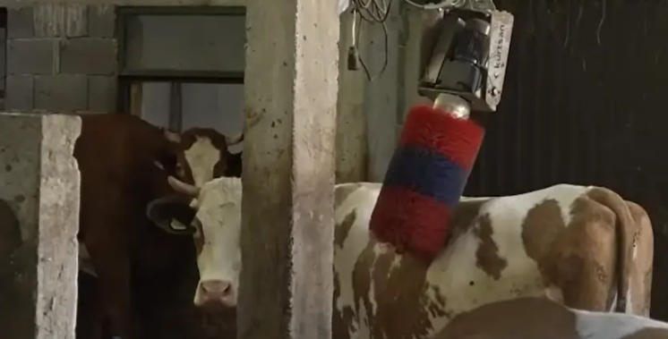 NAJMODERNIJA FARMA NA BALKANU Jovo uveo robote i dušeke za krave, manjak radnika ga primorao na robotizaciju