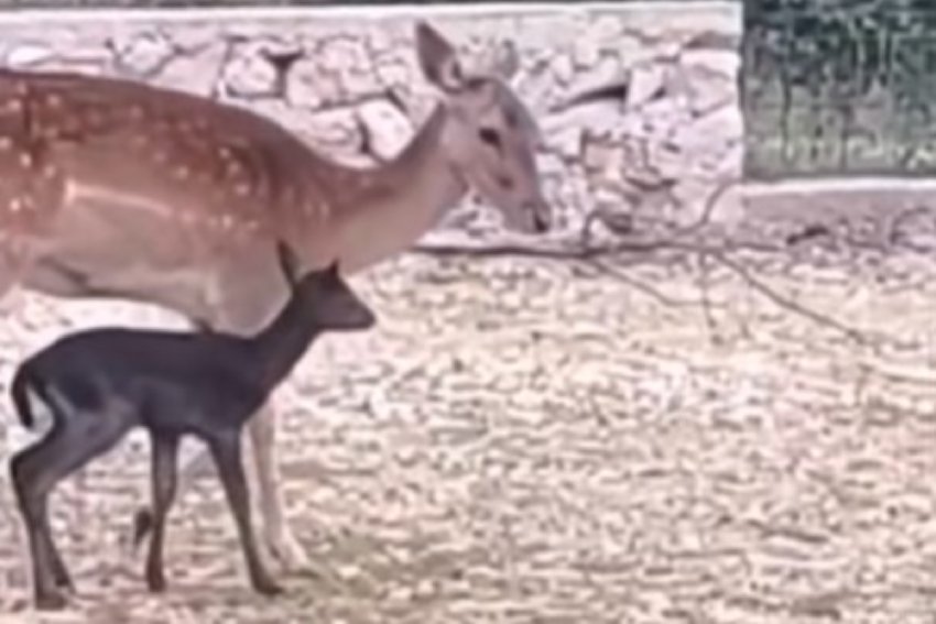 (VIDEO) ČUDO PRIRODE U BiH Košuta na svijet donijela potpuno CRNO TELE