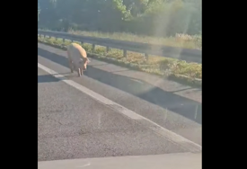 (VIDEO) Neobičan prizor kod Banjaluke: Svinje prošetale pored naplatnih kućica