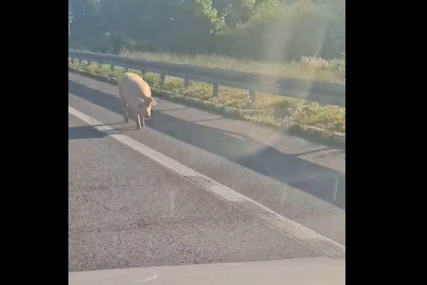 (VIDEO) Neobičan prizor kod Banjaluke: Svinje prošetale pored naplatnih kućica