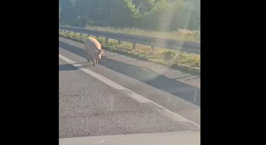(VIDEO) Neobičan prizor kod Banjaluke: Svinje prošetale pored naplatnih kućica
