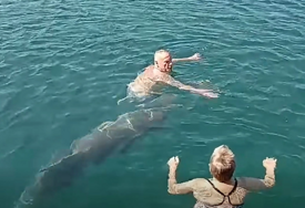 (VIDEO) Turisti nisu krili oduševljenje: Delfin zaplivao među kupačima, pojavio se tik uz obalu