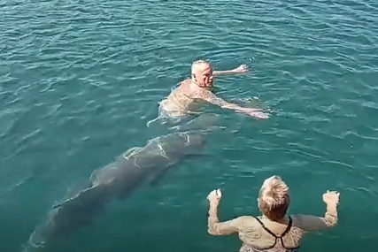 (VIDEO) Turisti nisu krili oduševljenje: Delfin zaplivao među kupačima, pojavio se tik uz obalu