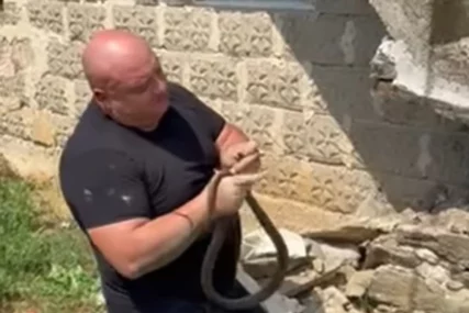 (VIDEO) "Majko moja" Poznatog zmijolovca UJELA ZMIJA, uslijedila dramatična akcija