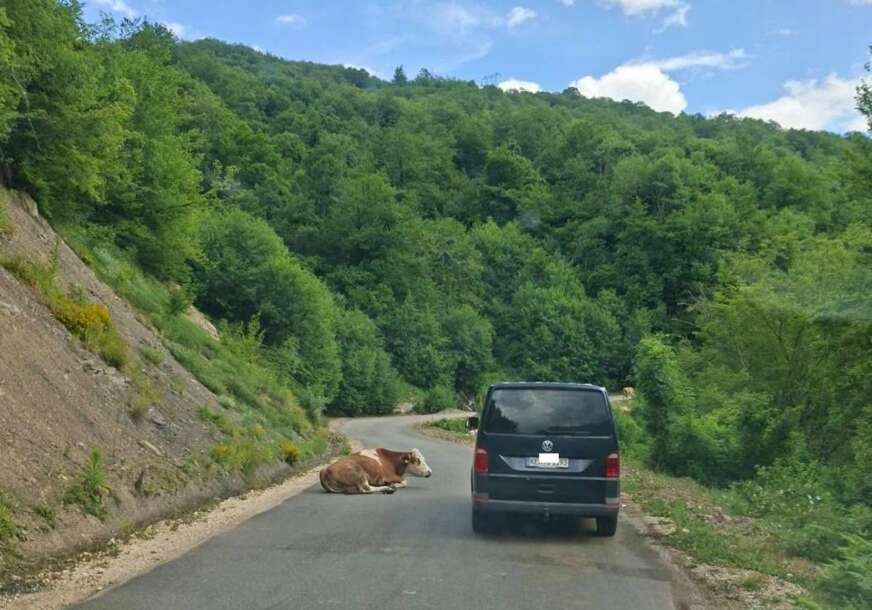 (FOTO) (Ne)običan prizor na putu Foča-Šćepan Polje: Prvo se oprasila svinja, sada KRAVA PLANDUJE, ŠTA JE SLJEDEĆE?