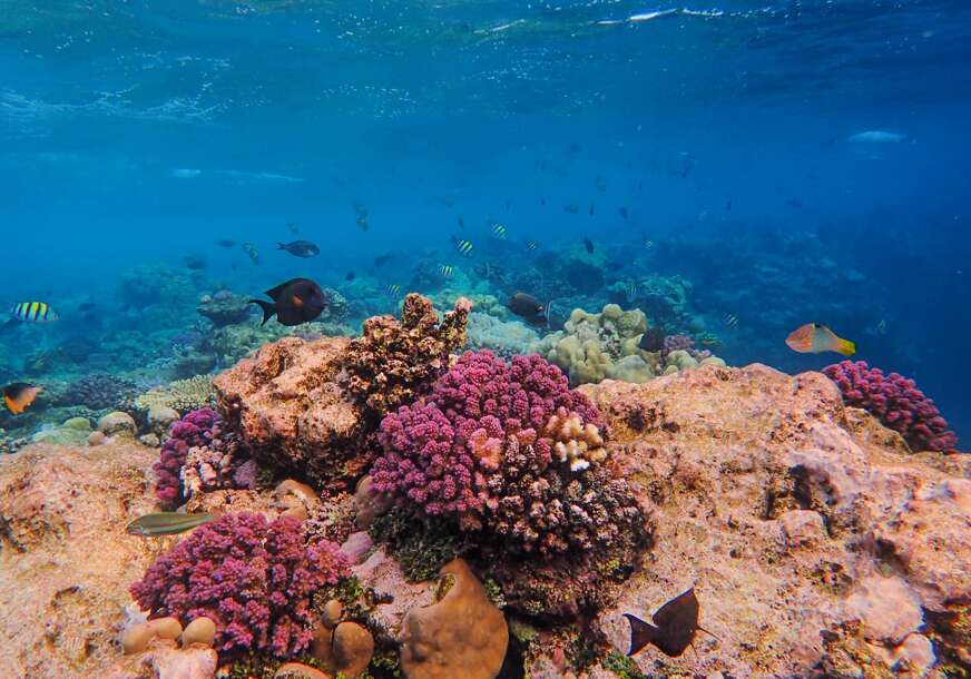 NAUČNO OTKRIĆE Pronađeni koralni grebeni koji mogu preživjeti klimatsku krizu