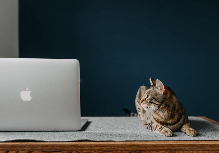 Ne radi to slučajno: Mačka legne na laptop čim ga uključite, evo šta time želi da vam poruči
