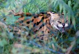 Afrička divlja mačka na slobodi: Serval pobjegao iz Zoološkog vrta u Krefeldu