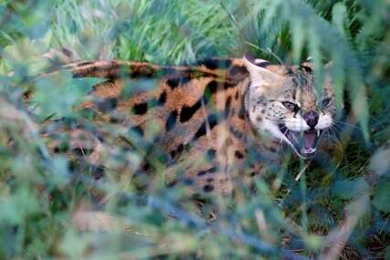Afrička divlja mačka na slobodi: Serval pobjegao iz Zoološkog vrta u Krefeldu