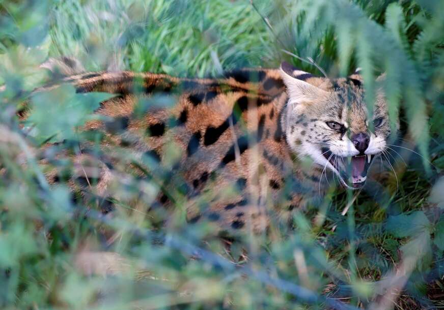 serval