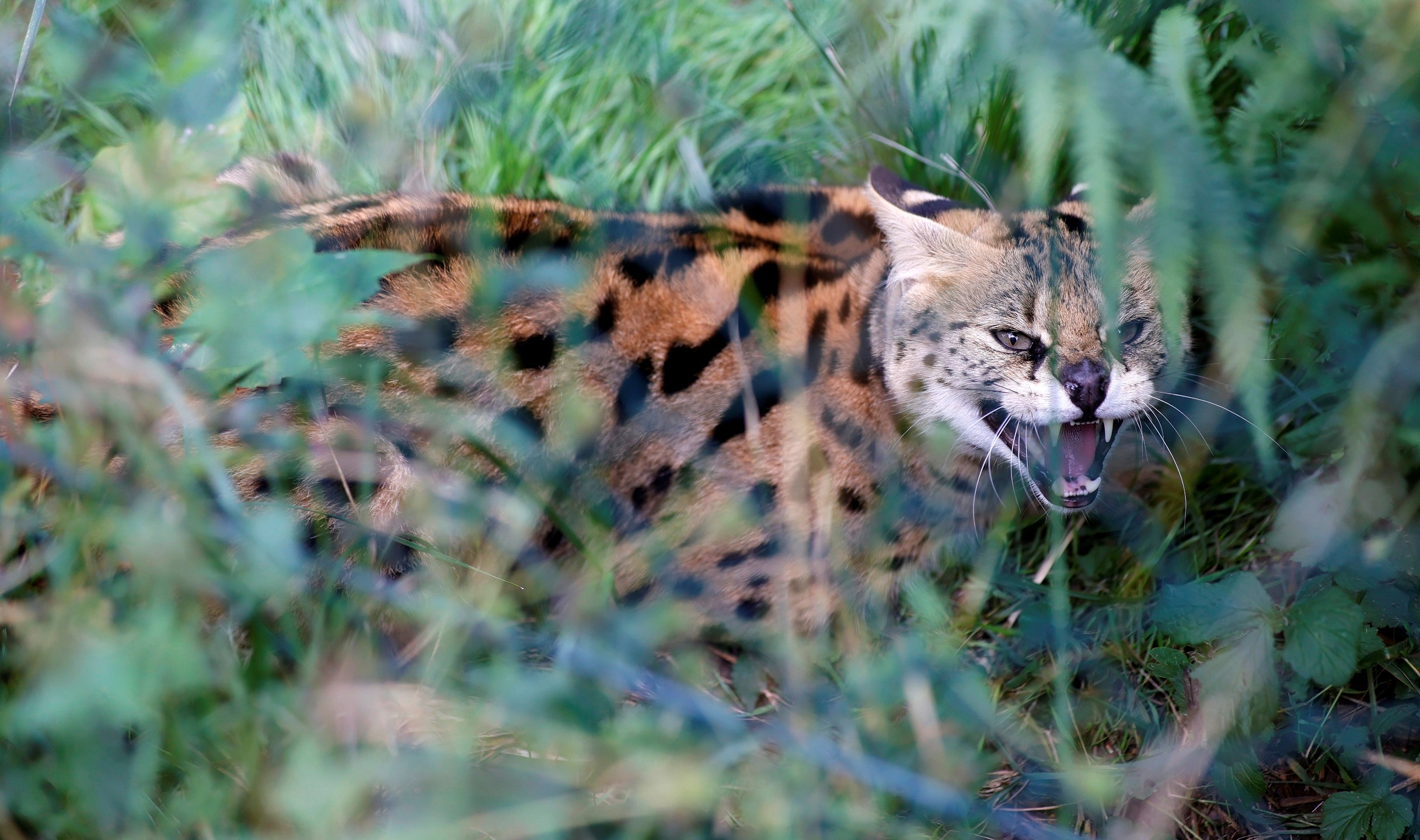 Serval pobjegao iz Zoološkog vrta u Krefeldu