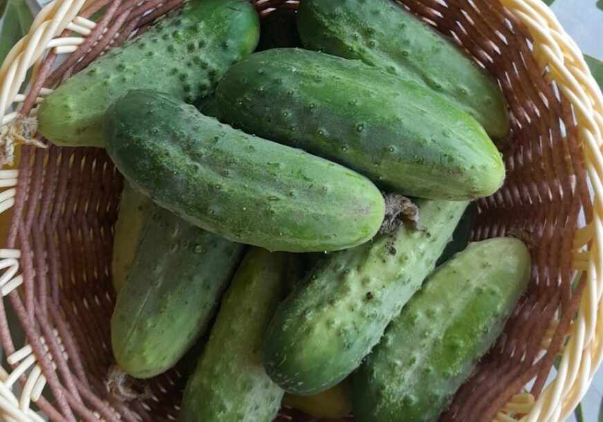 krastavci