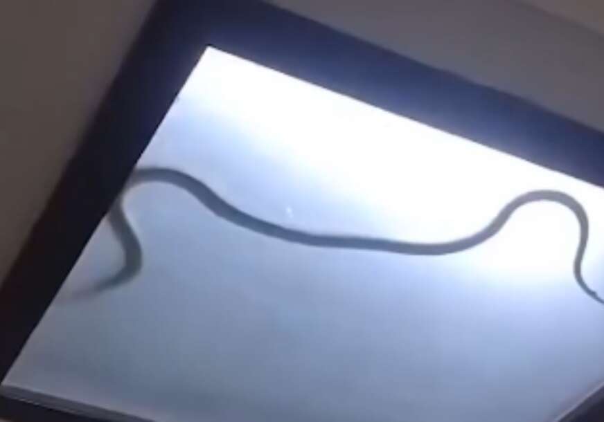 (VIDEO) AGONIJA TRAJALA SKORO 2 DANA Porodica mislila da im se otkačila žica sa lustera, a kada su saznali da se radi o KOBRI uslijedio je haos