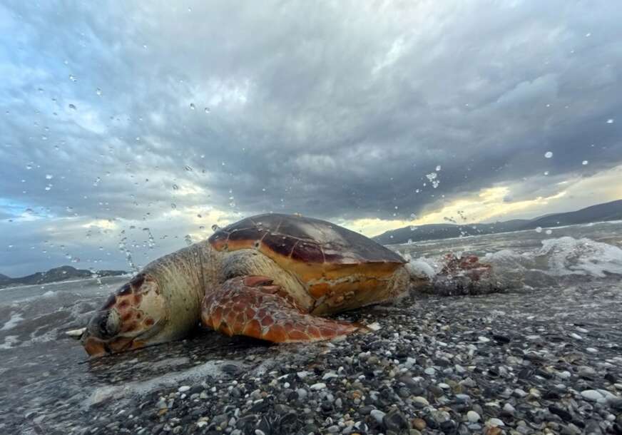 (VIDEO) "Vjerovatno je to bio polno zreo mužjak" Uzbuna u Hrvatskoj zbog ugriza kornjače, više osoba povrijeđeno, jedna ima otvorene rane