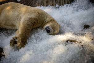 FOTO:  MARTIN DIVISEK/EPA