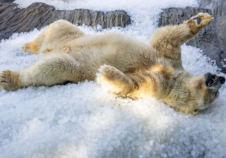 (FOTO) Toplotni talas pogodio zoološki vrt: Polarni medvjedi DOBILI TONE LEDA, njihova reakcija oduševila posjetioce