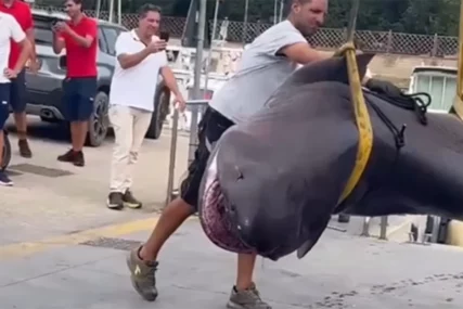 (VIDEO) Misterija u Italiji: Mrtva ajkula od četiri metra pronađena na plaži