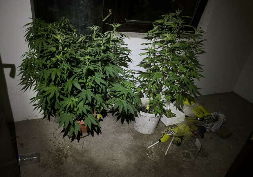 (FOTO) Akcija "Plantaža 2026" u Doboju: U pretresima pronađena DROGA