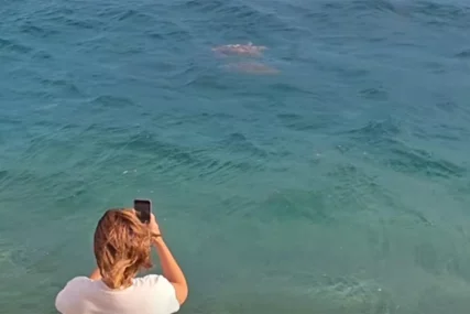 (VIDEO) Neobičan prizor u Neumu: Morske kornjače DOPLIVALE DO OBALE, kupači ih posmatrali u čudu
