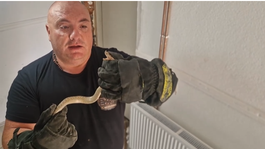 (VIDEO) Poskok se krio u zidu kuće: Iskusni zmijolovac spriječio tragediju