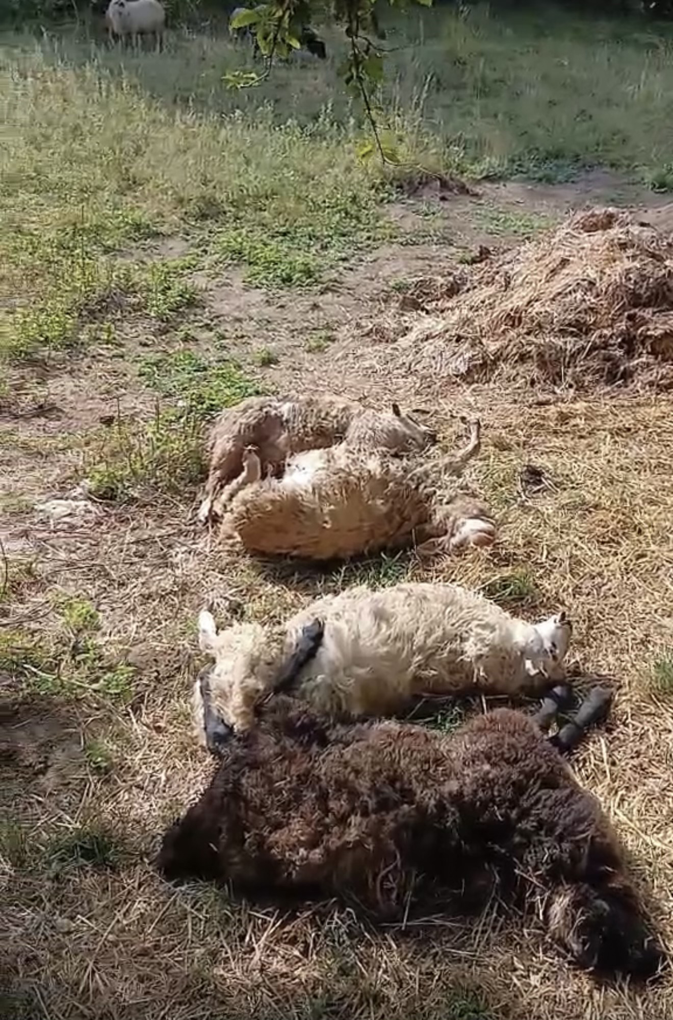 psi lutalice zaklali ovce kod doboja