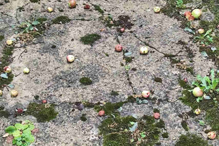 Pravi se procjena štete: Olujni vjetar i grad uništili voćnjake u Srebrenici