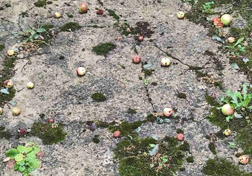 Pravi se procjena štete: Olujni vjetar i grad uništili voćnjake u Srebrenici