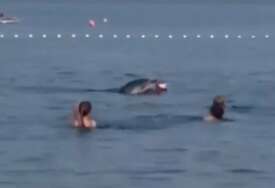 (VIDEO) OVAJ SNIMAK ĆE VAM ULJEPŠATI DAN Delfin doplivao među kupače na Jadranu, pa se zaigrao sa LOPTOM