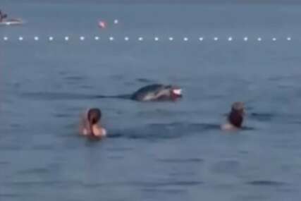 (VIDEO) OVAJ SNIMAK ĆE VAM ULJEPŠATI DAN Delfin doplivao među kupače na Jadranu, pa se počeo igrati sa LOPTOM