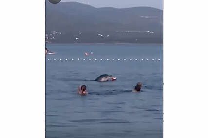 (VIDEO) PRIZOR SA JADRANA KOJI JE RAZNJEŽIO I ODUŠEVIO REGION Upoznajte Olivera, delfina koji pliva sa ljudima i igra se lopte