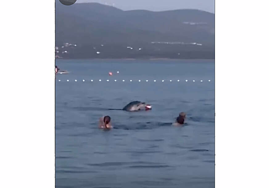 (VIDEO) PRIZOR SA JADRANA KOJI JE RAZNJEŽIO I ODUŠEVIO REGION Upoznajte Olivera, delfina koji pliva sa ljudima i igra se loptom