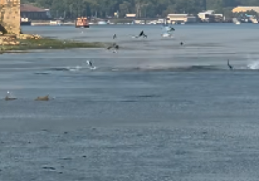 (VIDEO) Nesvakidašnji prizor: Ribe iskakale iz vode na Dunavu, kamera sve zabilježila