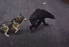 (VIDEO) Nevjerovatna scena: Pas spasio dječaka od napada medvjeda