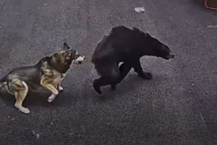 (VIDEO) Nevjerovatna scena: Pas spasio dječaka od napada medvjeda