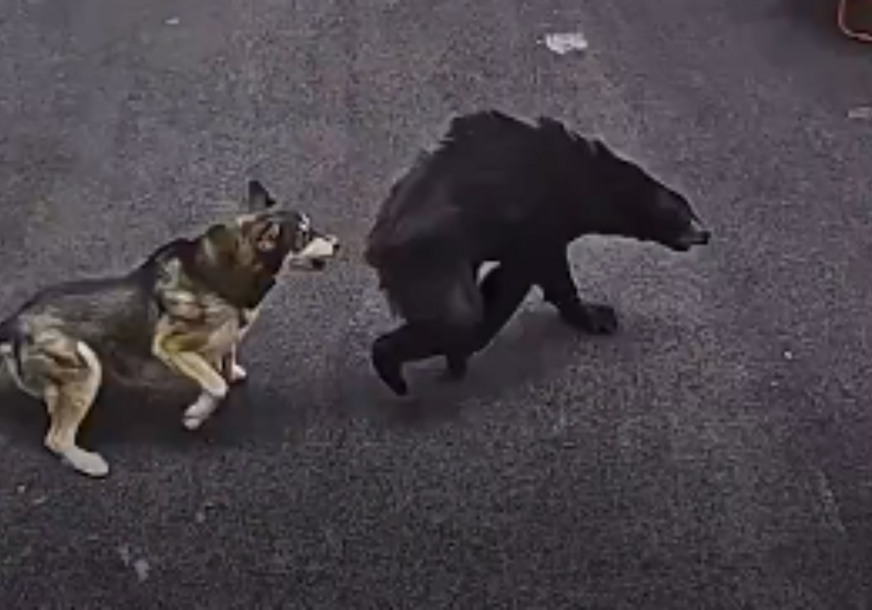 (VIDEO) Nevjerovatna scena: Pas spasio dječaka od napada medvjeda