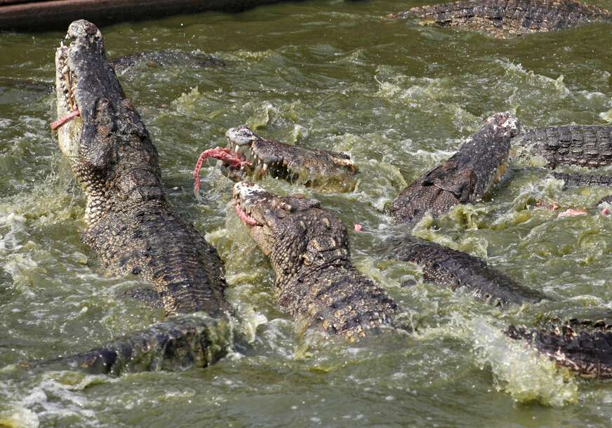 krokodil