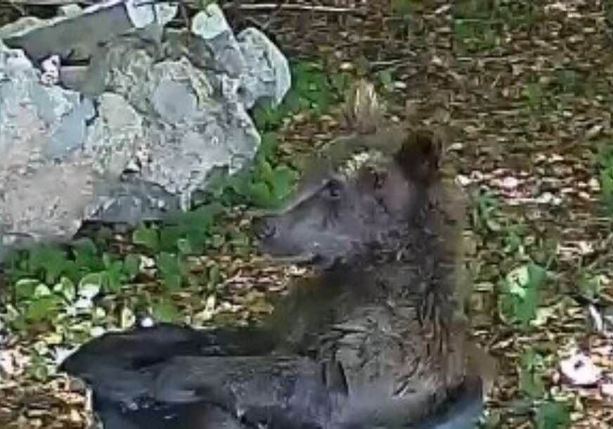 (VIDEO) Internet se topi od slatkoće: Mladunče medvjeda pronašlo savršen način da se rashladi, pa nasmijalo sve