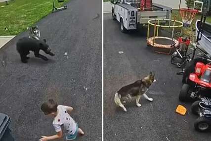 (VIDEO) Medvjed jurnuo na dječaka (6), a onda je doletjela Bela: Nevjerovatan snimak iz Amerike, pas heroj SPASIO DIJETE OD ZVIJERI