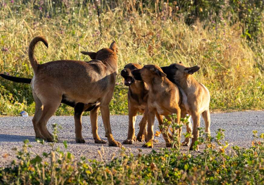 Jedan ga odmah ščepao za nogu: Manijak usred bijela dana zaskočio dvije žene, a onda je na njega krenuo ČOPOR PASA