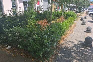 (FOTO) Ruglo u centru Banjaluke: Ukrasno bilje zatrpano smećem, trgovci i ugostitelji nijemo posmatraju