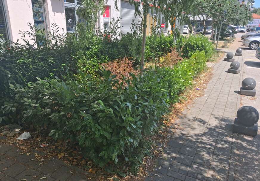 (FOTO) Ruglo u centru Banjaluke: Ukrasno bilje zatrpano smećem, trgovci i ugostitelji nijemo posmatraju